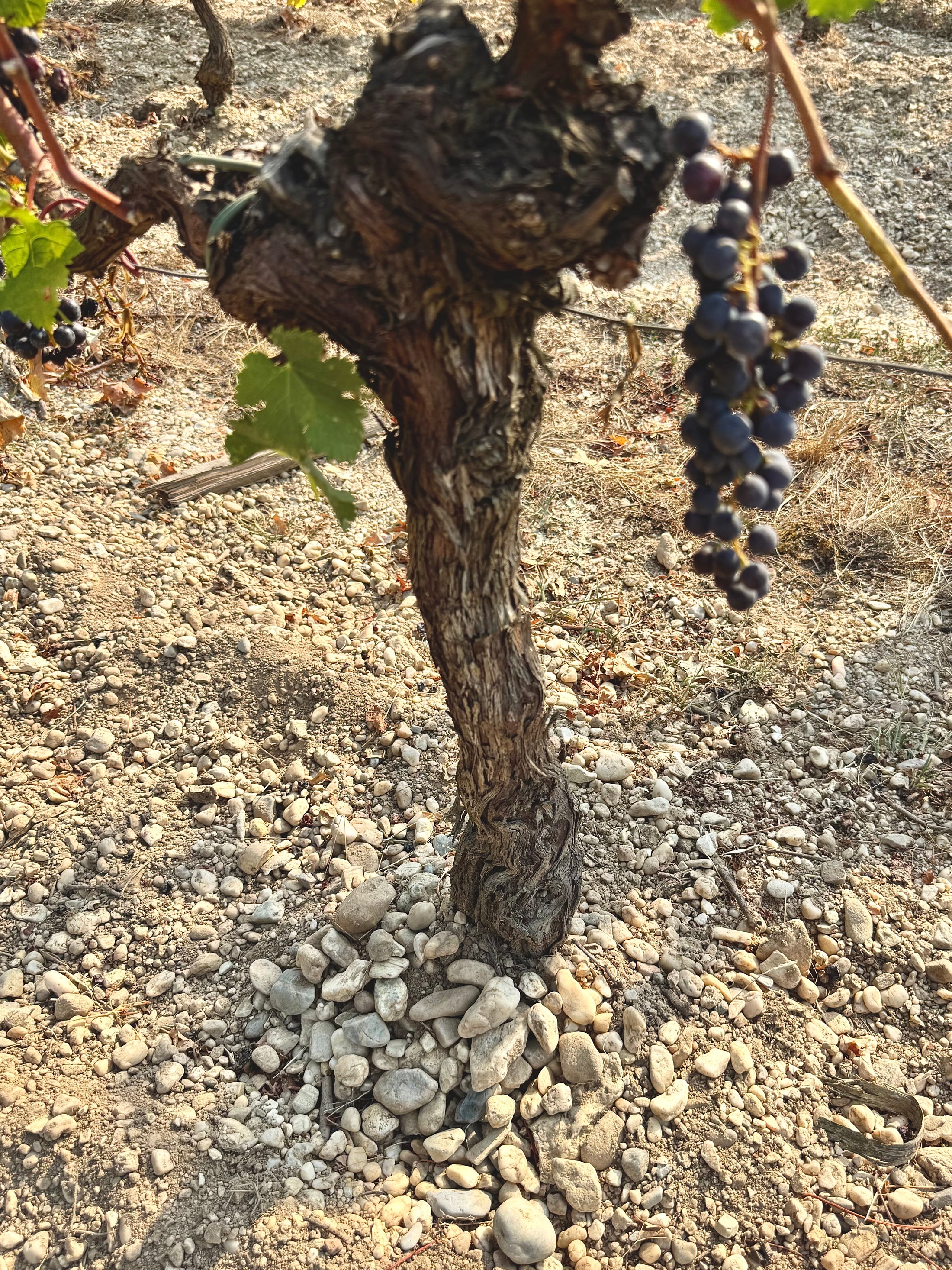 eine alte Weinrebe auf Kieselboden auf Chateau LaSuite aux Conseillans