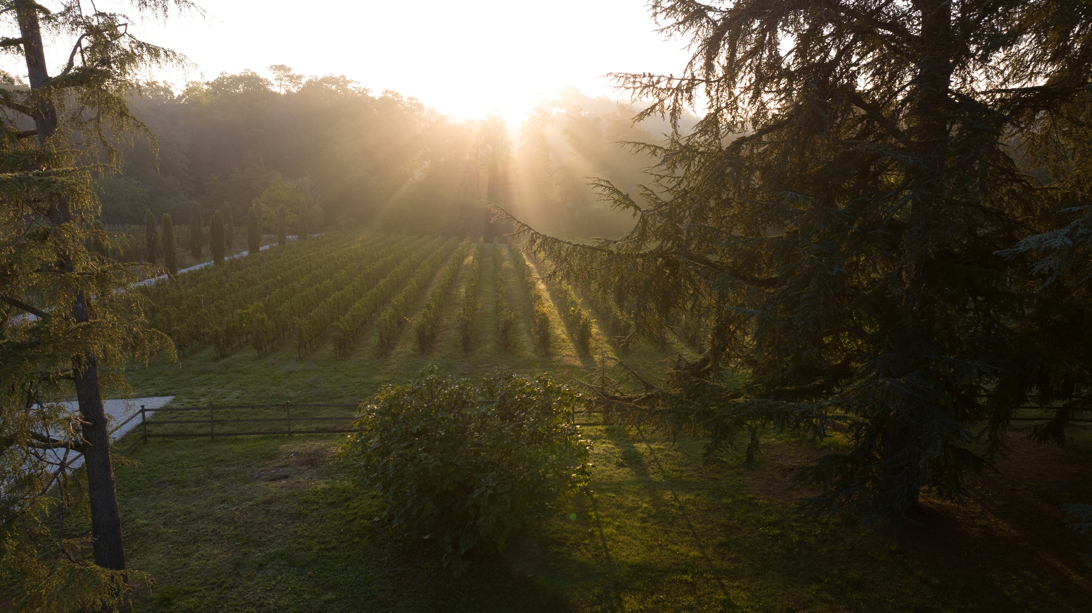 Blick in der Morgendämmerung in die Weinberge von Chateau LaSuite aux Conseillans in Bordeaux