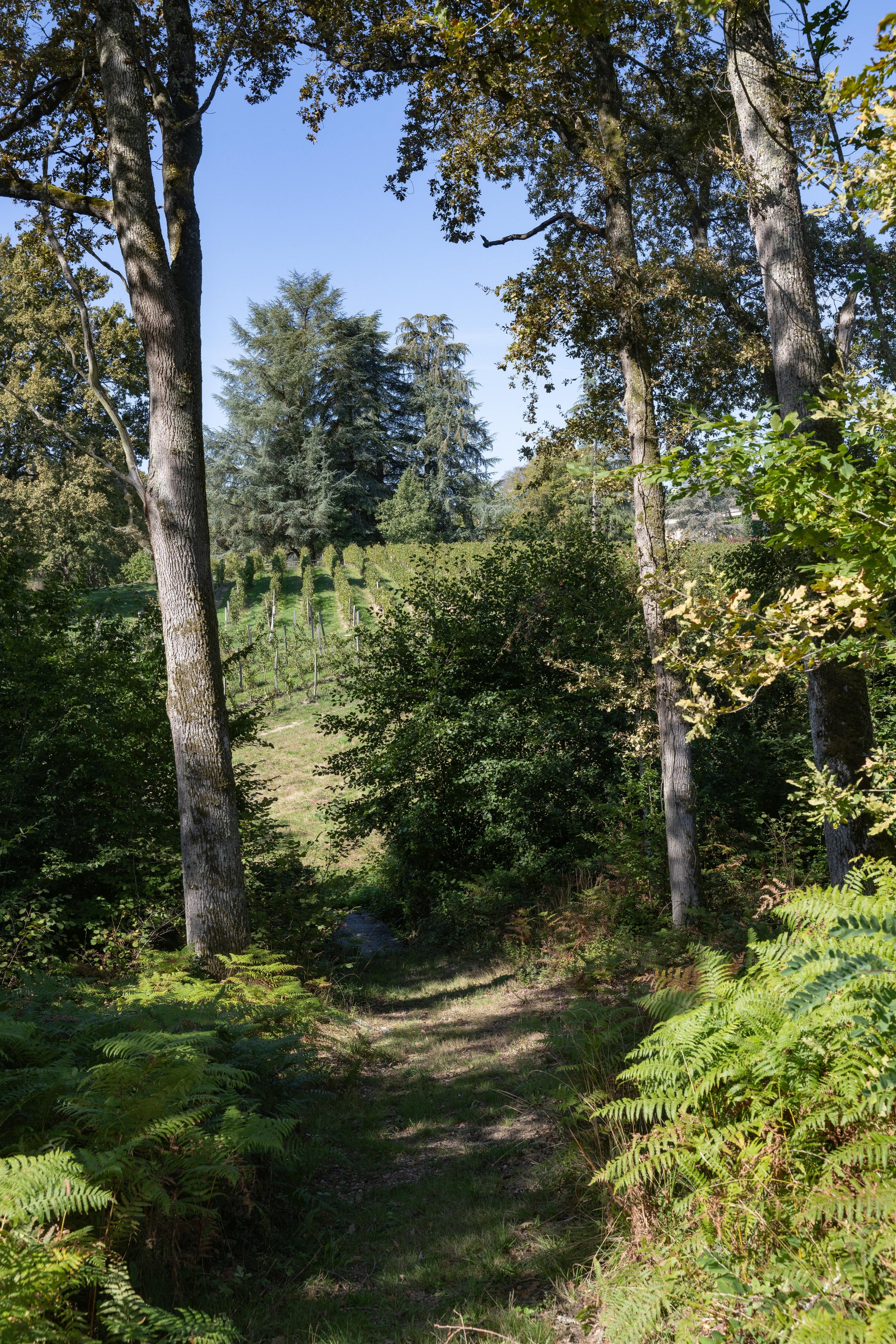 Blick auf Wald und Weinreben auf Chateau LaSuite aux Conseillans in Bordeaux