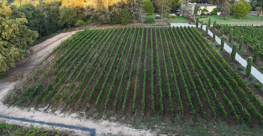 Vines of the Domaine