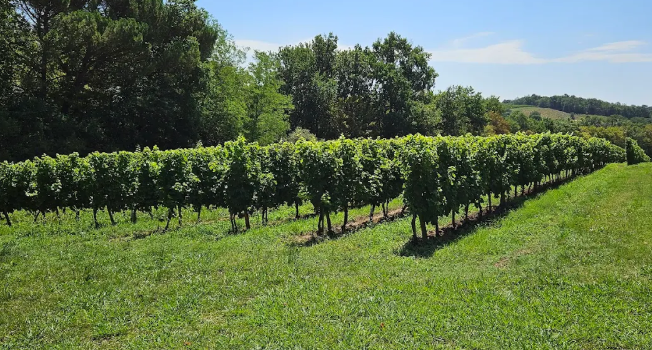 Das Terroir und der Wein daraus