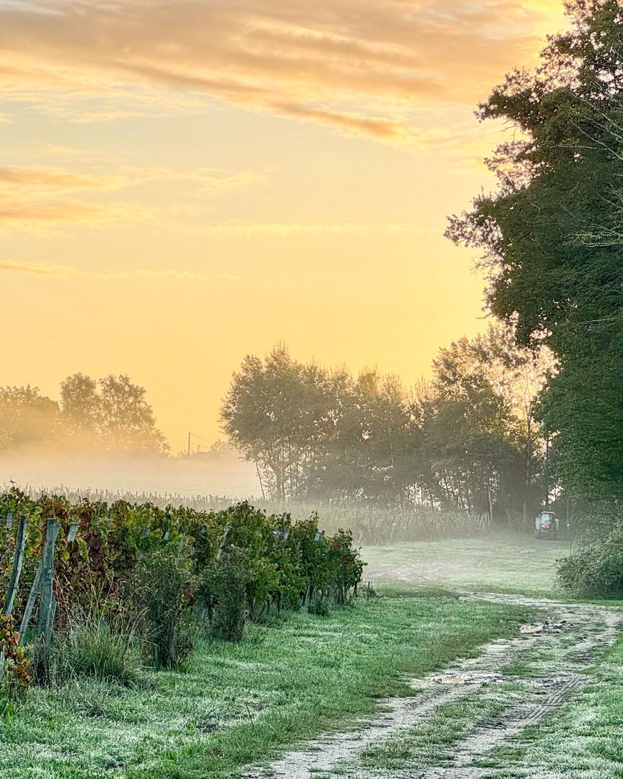 Vignes du Domaine