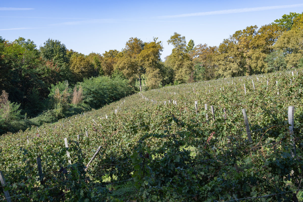 Rebzeilen der Domaine aux Conseillans laufen einen Hang hinauf, ringsum der Waldsaum, der die Parzelle einfasst.