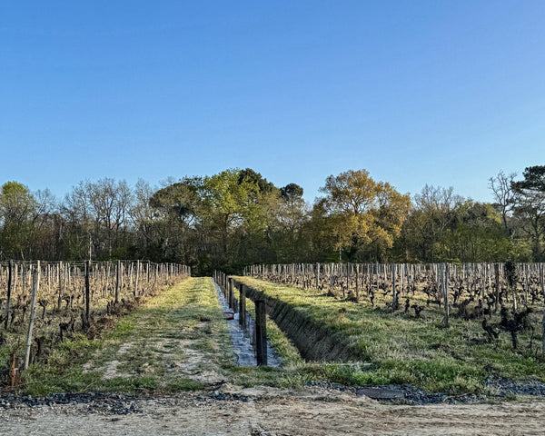 Was Verantwortung im Wein wirklich kostet