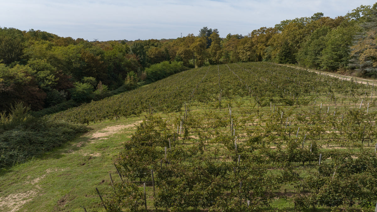 Château LaSuite Sarabande 2016 – Bordeaux Rotwein 0,75 l, Reben Aux Conseillans (Bordeaux)