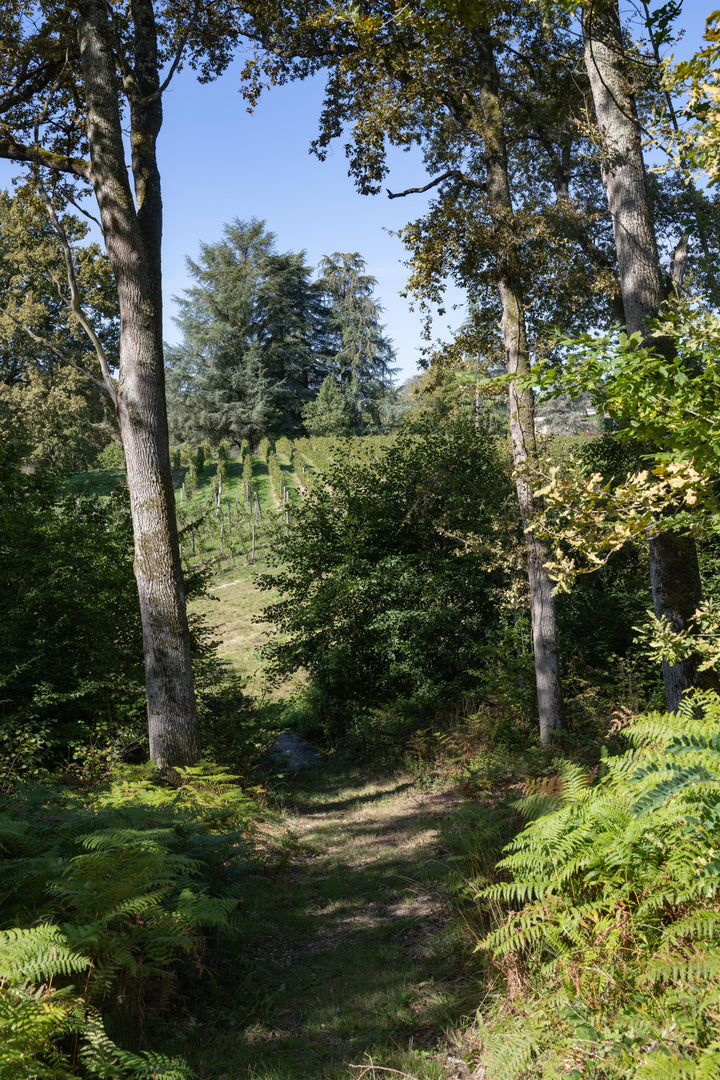 Blick auf Wald und Weinreben auf Chateau LaSuite aux Conseillans in Bordeaux