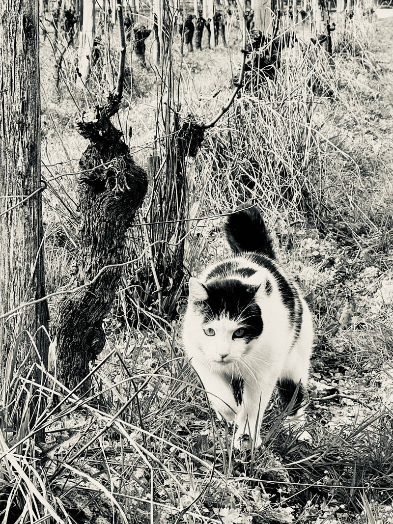 Mico Lechat
