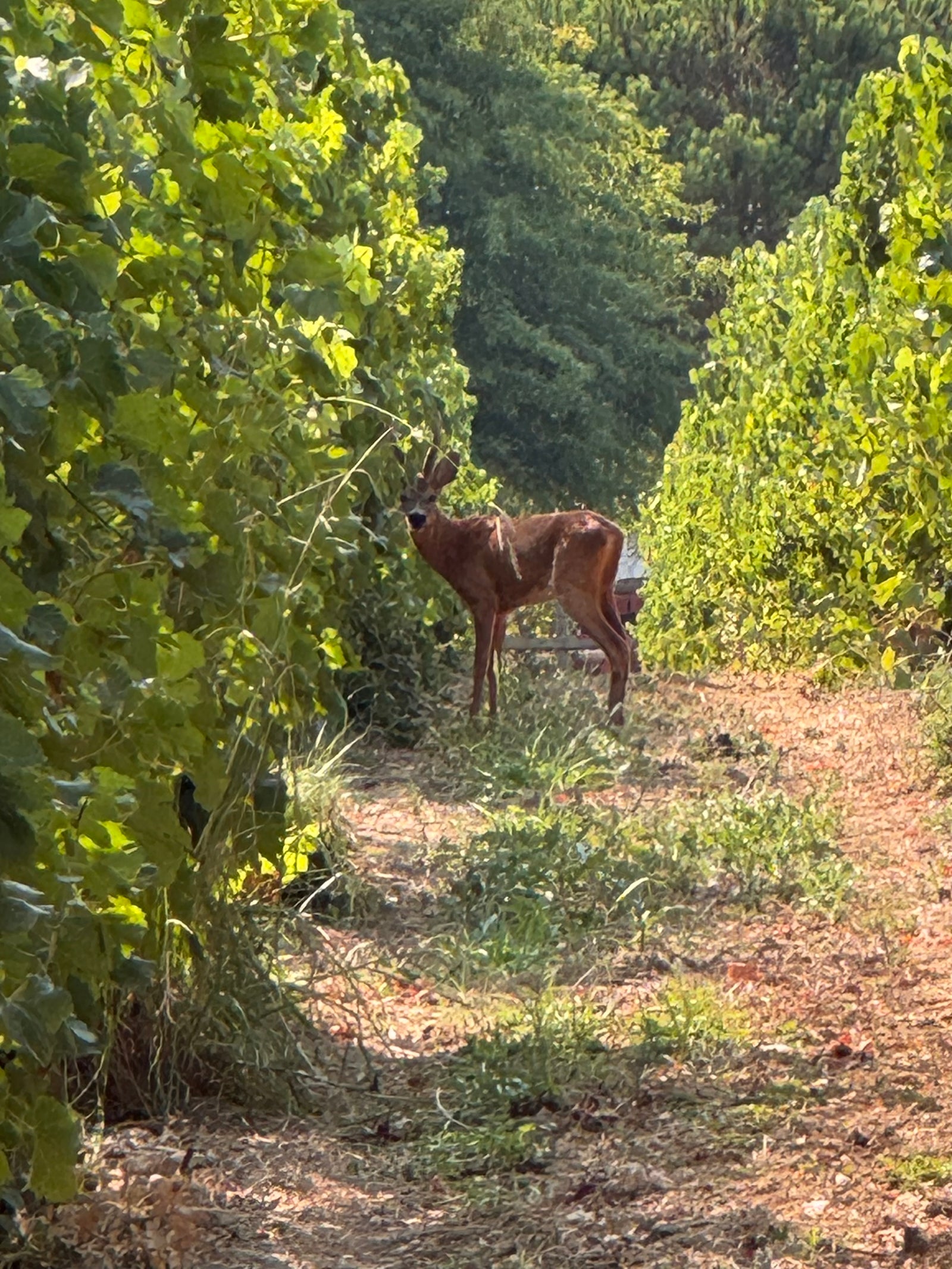 Rücksicht auf Hof und Natur