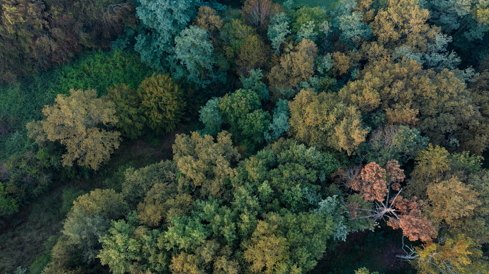 Forest, meadows, water — and wine.