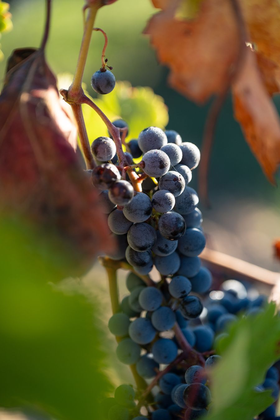 Vignes du Domaine