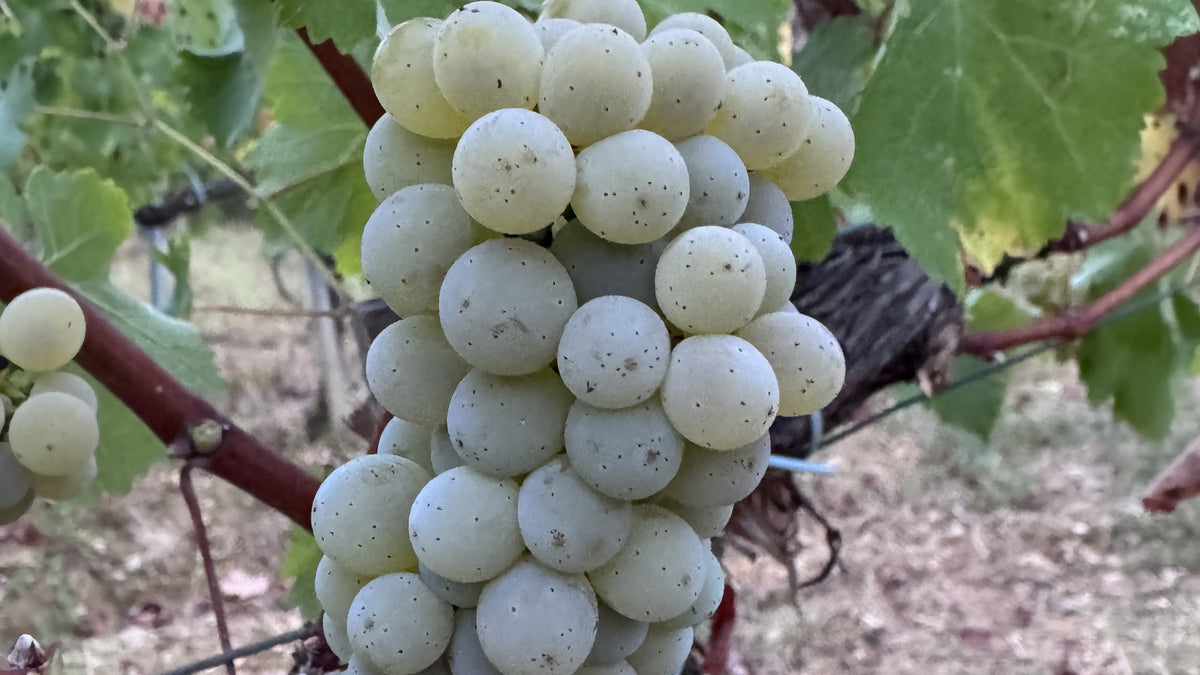 Sauvignon-blanc-Trauben in Haux
