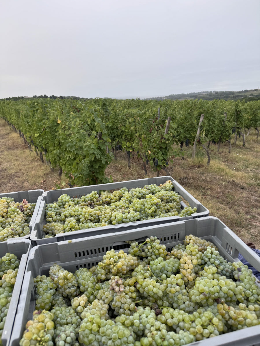 Lesekisten mit Sauvignon blanc vor den Rebzeilen der Pachtparzelle Haux