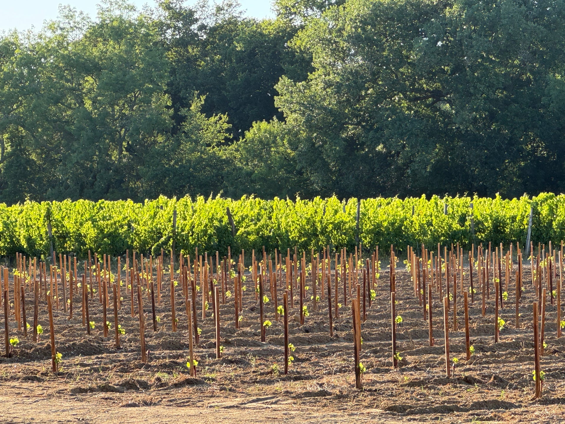 Boutique-Bordeaux entdecken